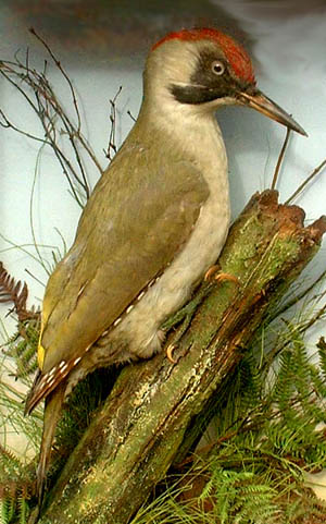 Green Woodpecker (Army _ Navy)[2].jpg